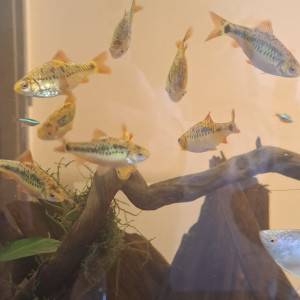 Barbus schubert, barbus doré ou barbodes semifasciolatus
