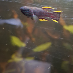 Aphyo bleu acier, Fundulus gardneri ou Fundulopanchax gardneri