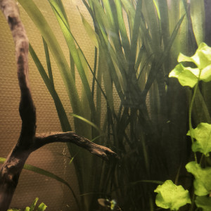 Plantes aquarium