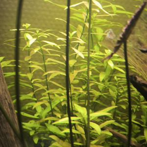Plantes aquarium