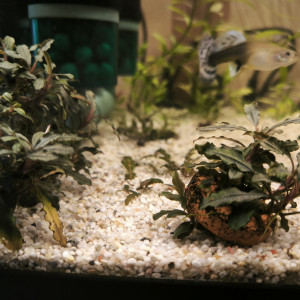 Plantes aquarium