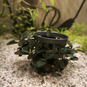 Plantes aquarium