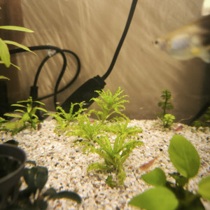 Plantes aquarium