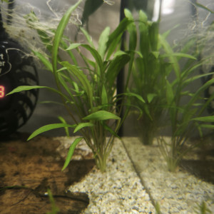 Plantes aquarium