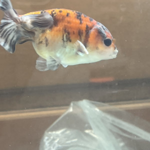 Ranchu