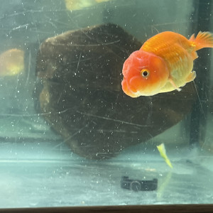 Ranchu