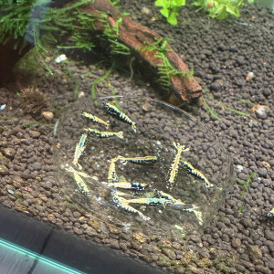 Crevettes