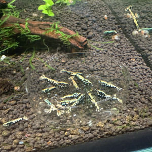 Crevettes