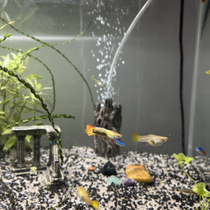 Échange de Guppy sur Montpellier ou Alès