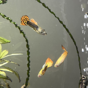 Échange de Guppy sur Montpellier ou Alès