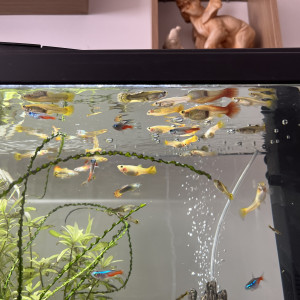 Échange de Guppy sur Montpellier ou Alès
