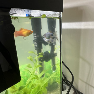 Platys