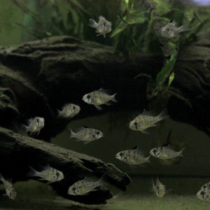 Mikrogeophagus altispinosa