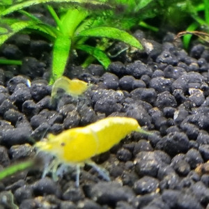 Crevettes yellow néon.