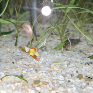 2 mâles guppys