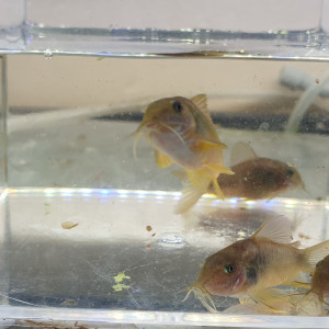 Lot de 5 Corydoras