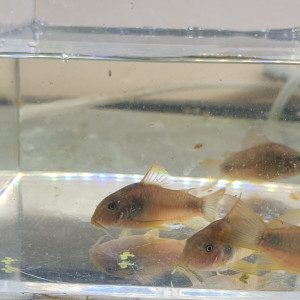 Lot de 5 Corydoras