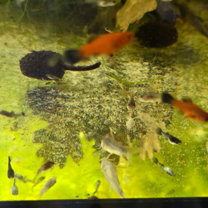 Lot de 5 Corydoras