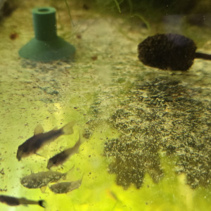 Lot de 5 Corydoras