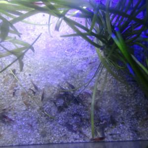 Crevettes  déclassées