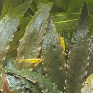 Neocaridina yellow néon
