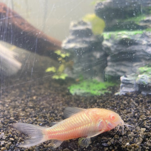 Donne 1 corydoras albinos