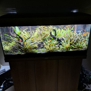 Aquarium Juwel rio 180