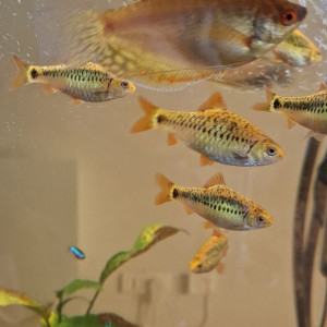 Barbus schubert, barbus doré ou barbodes semifasciolatus
