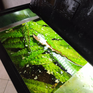 Cryptocoryne géante