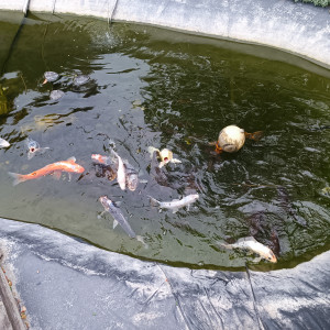 Carpes koï à vendre