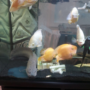 Poissons oscars