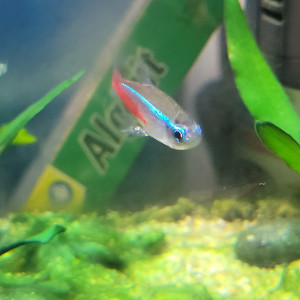 Poisson Néon
