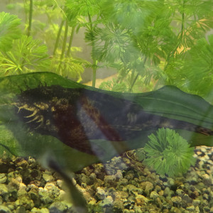 CAUSE DEMENAGEMENT vend l’ensemble de mes  poissons de mon aquarium