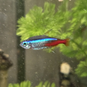 CAUSE DEMENAGEMENT vend l’ensemble de mes  poissons de mon aquarium