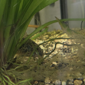 CAUSE DEMENAGEMENT vend l’ensemble de mes  poissons de mon aquarium