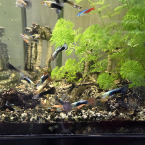 CAUSE DEMENAGEMENT vend l’ensemble de mes  poissons de mon aquarium