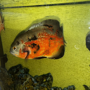 Oscar poissons