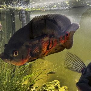 Oscar poissons