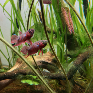 Betta rubra