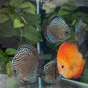 Magnifiques Discus