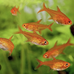 Ramirezi et tetra amande