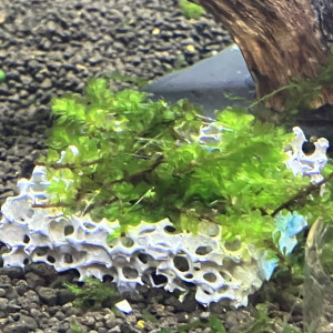 Plante epiphyte rare moss sûr biocerapond
