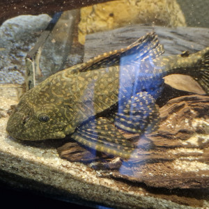 Pleco 25cm et 20cm
