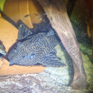 Pleco 25cm et 20cm