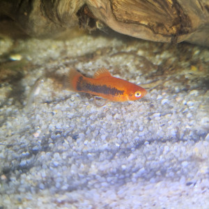 Platy