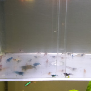Lot de 20 crevettes déclassé