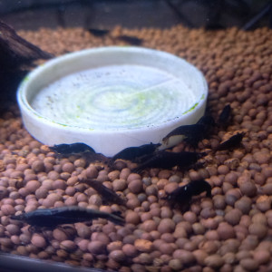 Crevette black sakura