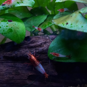Crevette rili red