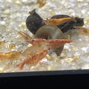 Sakura orange ? neocaridina davidii