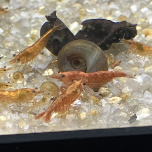 Sakura orange ? neocaridina davidii